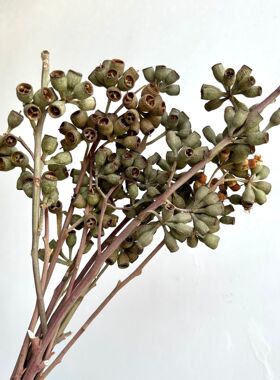 尤加利果干花花束发财果僵尸果家居插花装饰摆件桉树小橡果永生