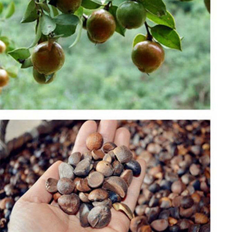 合德医馆 茶树侧柏无患子天然控油去屑止痒长发际线养头皮,洗护清洁剂/卫生巾/纸/香薰,香薰精油皂,淘宝优惠券,粉丝福利购,淘宝优惠卷