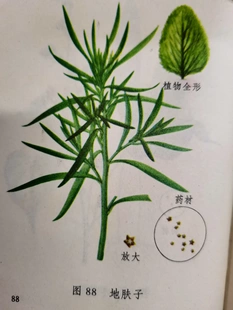 合德医馆 地肤子蛇床子苦参湿热体质外用草本无激素中性洗头洗澡