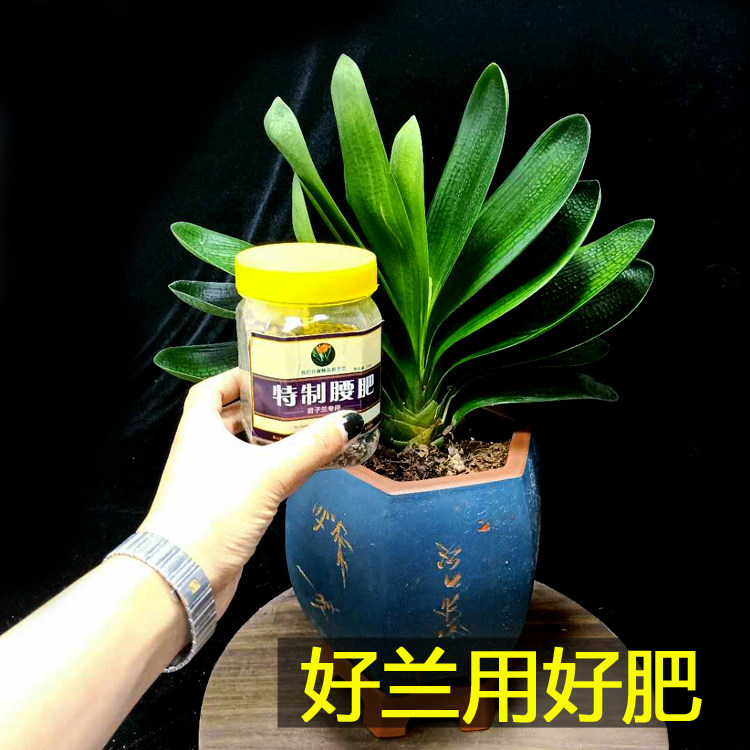 君子兰肥料专用骨粉 麻子 芝麻 底肥腰肥花卉君子兰自制营养品