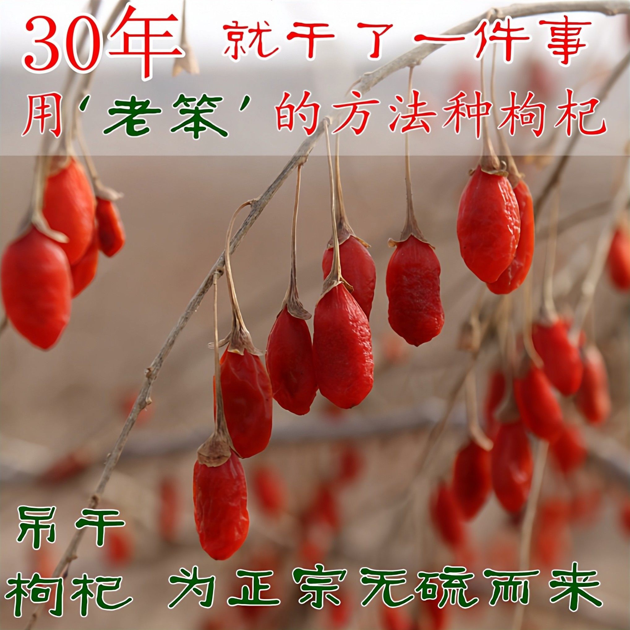 宁夏吊干枸杞 中宁县清水河老树老品种阳光晾晒自然风干无硫500克