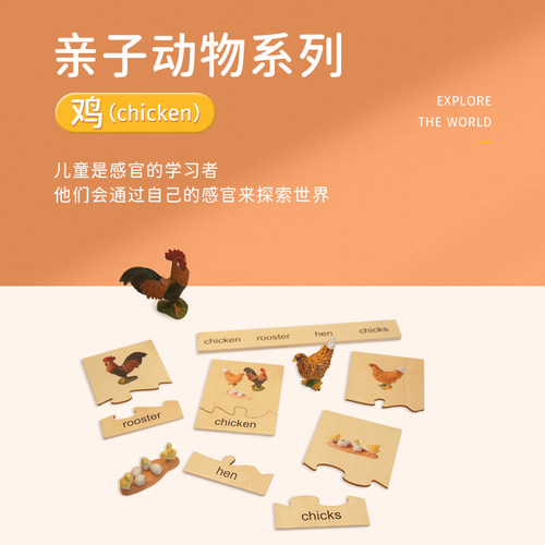 安科纳ancona动物一家 中文加拼音背面英文 蒙氏早教益智玩具教具