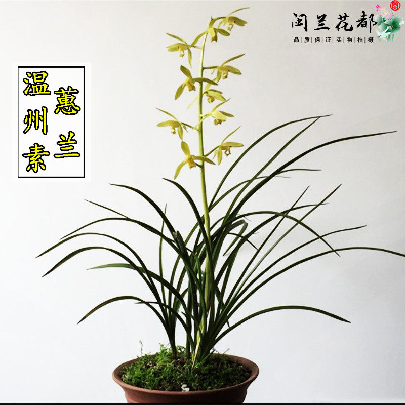兰花苗蕙兰温州素原生老种冬带花苞浓香型客厅花卉办公室盆栽好养