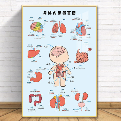 人体骨骼结构图器官内脏挂图