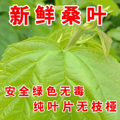 新鲜桑叶嫩桑叶桑树叶