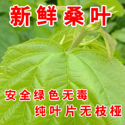 新鲜桑叶嫩桑叶桑树叶