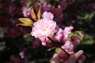 菁晏·八重樱发簪樱花通草花旗袍汉服配饰古风晚樱仿真花摆件非遗