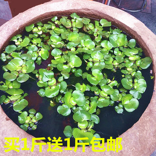 水葫芦植物水生养殖专用水草水浮莲苗淡水培池塘净化水质