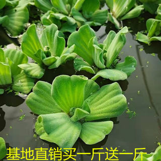 水芙蓉浮萍水草大薸水生植物水养净化水池塘漂浮绿色淡水迷你造景