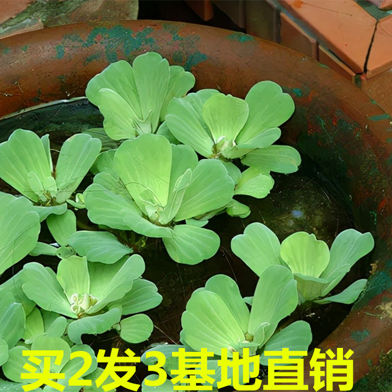 水芙蓉水草植物净化水质水生种子苗大薸鱼池塘造景淡水