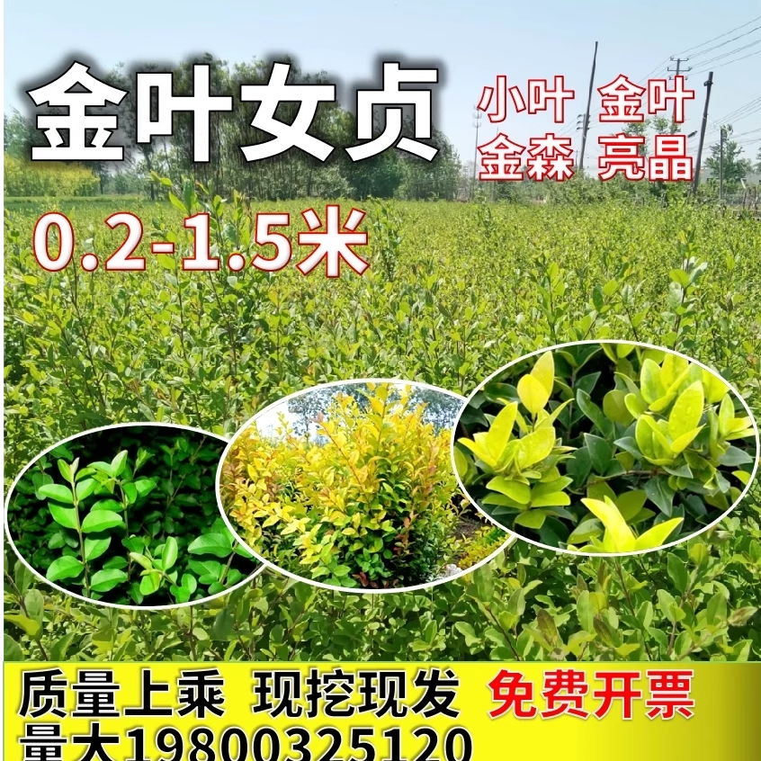 金叶小叶金森亮晶女贞耐寒耐旱