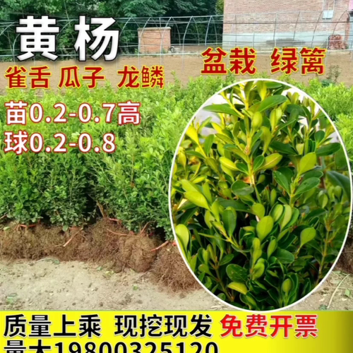 瓜子雀舌小叶黄杨绿篱盆景造型