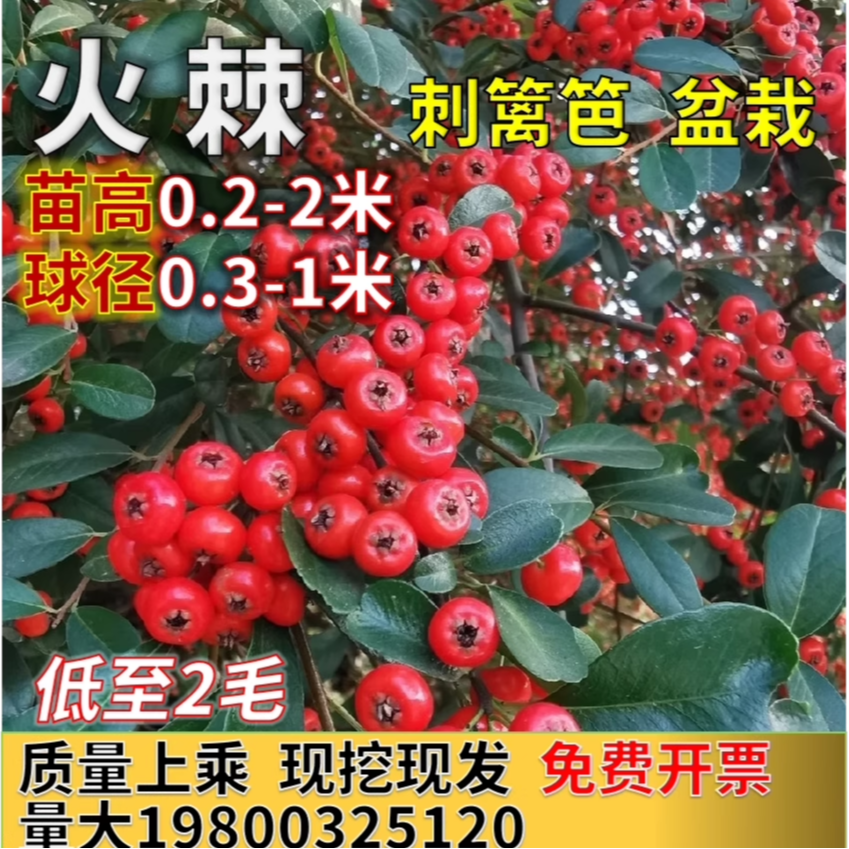火棘树苗带刺绿篱火棘球钝刺防盗篱笆苗四季常青耐寒耐旱庭院绿化,鲜花速递/花卉仿真/绿植园艺,观叶 /花灌木,淘宝优惠券,粉丝福利购,淘宝优惠卷