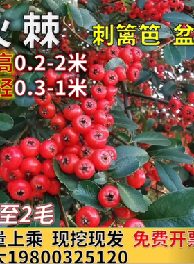 火棘树苗带刺绿篱火棘球钝刺防盗篱笆苗四季常青耐寒耐旱庭院绿化