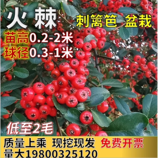 火棘树苗带刺绿篱火棘球钝刺防盗篱笆苗四季常青耐寒耐旱庭院绿化