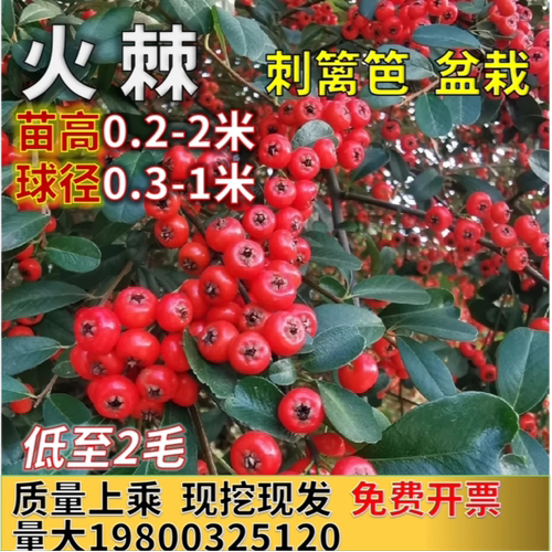 火棘苗庭院钝刺篱笆苗四季常青