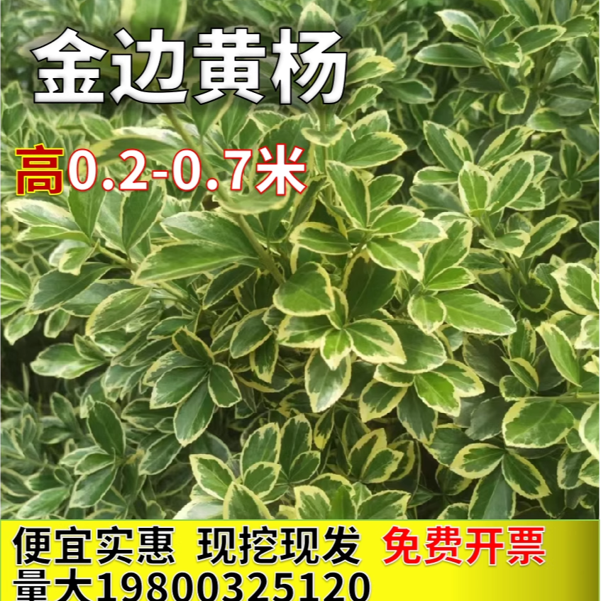 金邊黃楊銀邊冬青花葉冬青衛(wèi)矛金邊冬青四季常青常綠籬笆苗