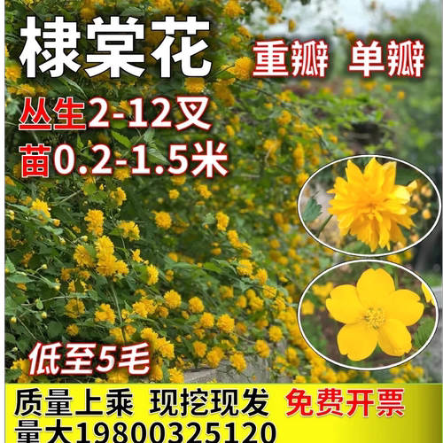 重瓣棣棠花苗金黄花朵盆栽庭院绿化绿篱爬藤攀援耐寒耐旱花篱笆 - 封面