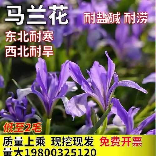 马兰花马蔺耐盐碱耐寒耐旱耐涝