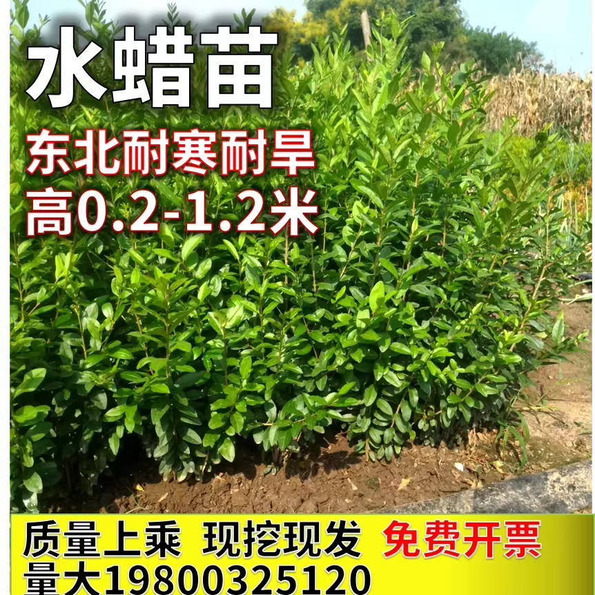 水蜡树苗水腊蜡球庭院净化空气绿色篱笆苗木西北东北耐寒耐旱植物