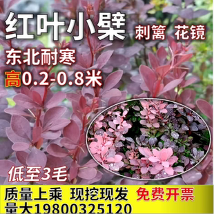 红叶小檗树苗紫叶小檗红叶小波树苗工程绿化带刺篱笆东北耐寒植物