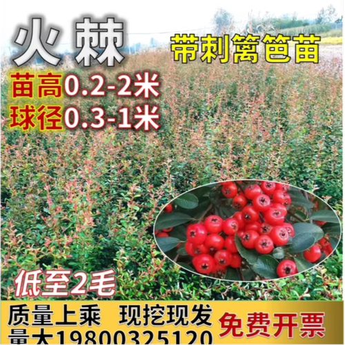 带刺火棘苗火棘球杯苗四季常青