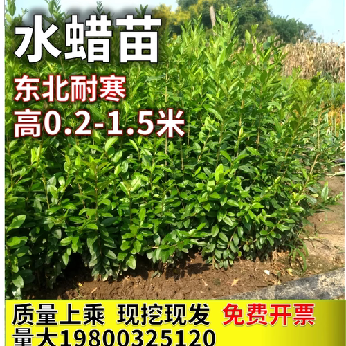 水蜡苗绿篱东北耐寒小叶丁香绿篱