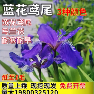 蝴蝶兰蓝花鸢尾苗马兰花苗庭院绿化盆栽阳台绿化美观耐寒草本花卉