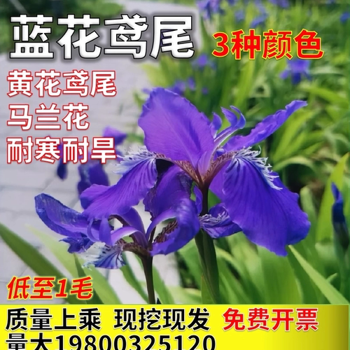 蓝花鸢尾苗蝴蝶兰阳台庭院耐寒