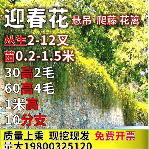 迎春花树苗大苗护坡工程绿化黄素馨迎夏花垂吊多叉探春花东北连翘