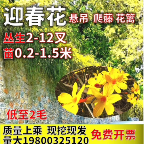 1.5米迎春花树苗丛生连翘护坡