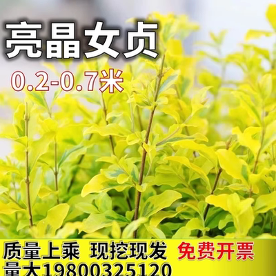 亮晶女贞绿篱苗棒棒糖盆栽花镜