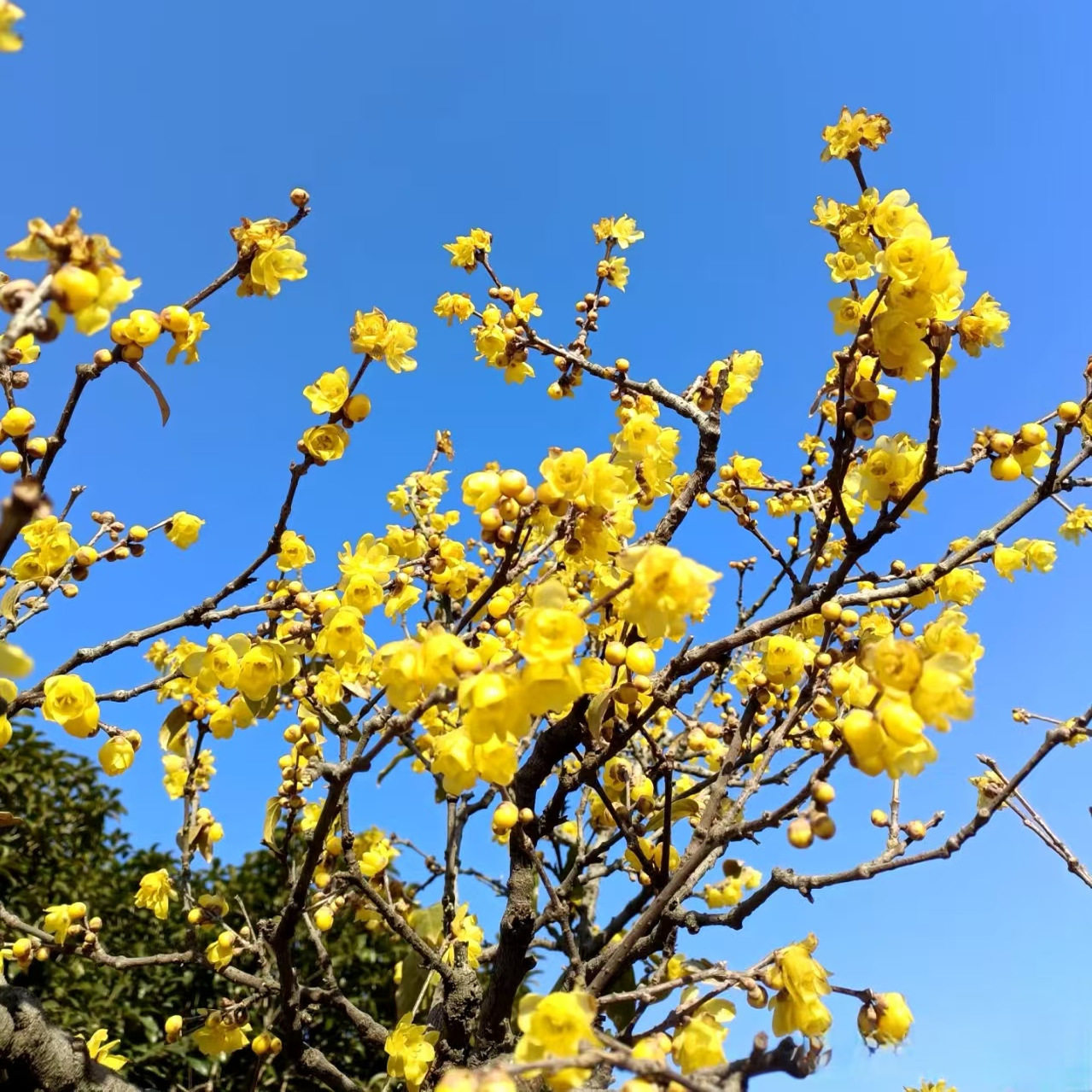 腊梅花苗鲜切花浓香型