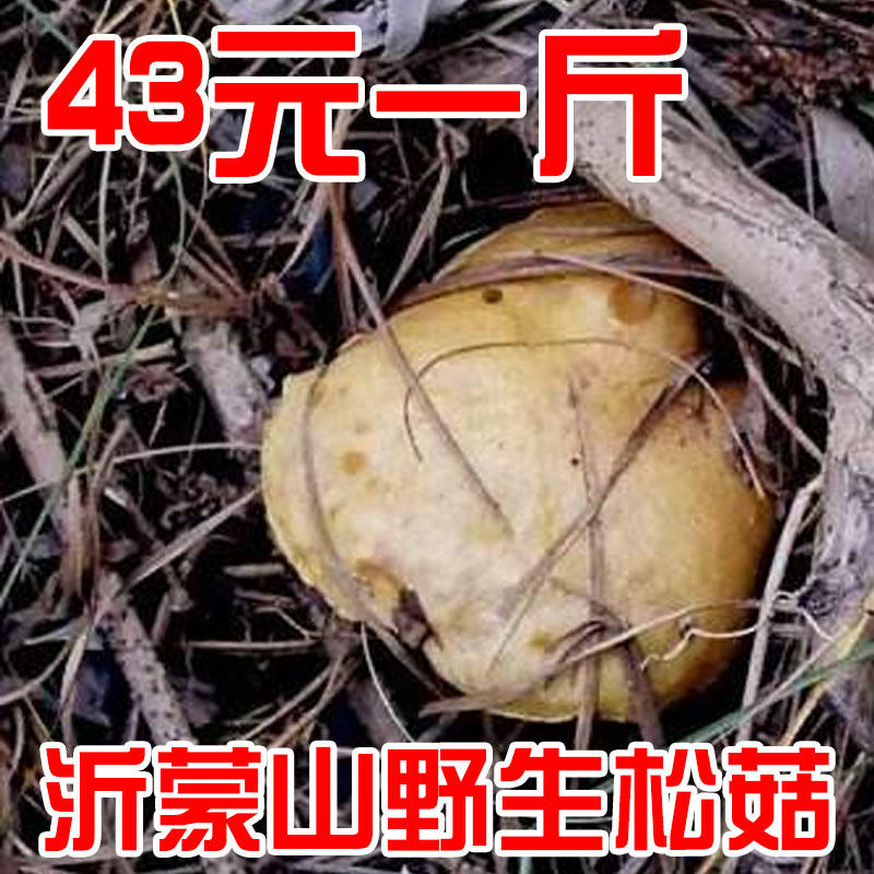 松菇松茸野生干货沂蒙山粘蛾子松松茸/冻干松茸