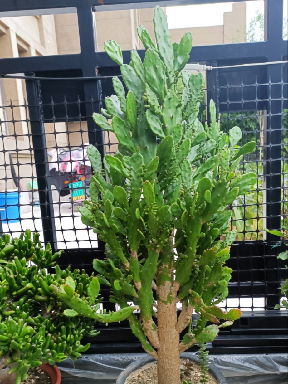仙人掌千手观音开花仙人树老桩千佛手盆栽夏季大型绿植吸甲醛防辐