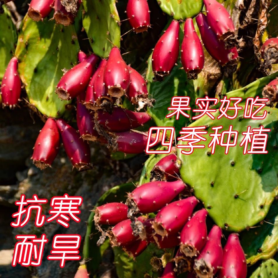 红果仙人掌开花墙头带刺植物野生虎头团扇耐寒懒人绿植挨土就活
