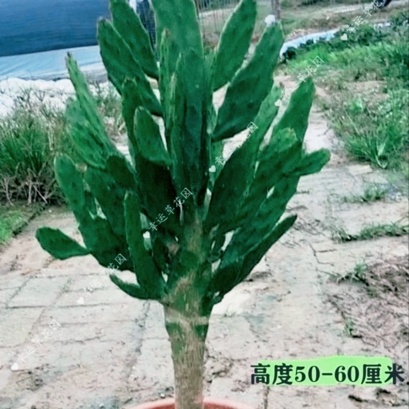 棒棒糖型仙人树千手观音仙人掌老桩可开花结果绿植盆栽懒人花卉