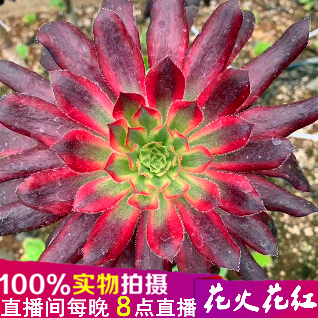 花火花红i 多肉植物法师锦 孔雀锦 惊鸿法师阳台创意组合盆栽花卉