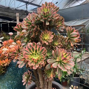 花火花红I 直播间 13号链接 一物一拍 精品多肉法师老桩盆栽花卉