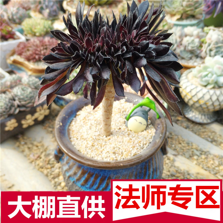 黑法师多头老桩多肉植物 墨法师 法师韶羞手捧花群生办公室内盆栽