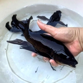 冷水大黑草金观赏鱼活体黑锦鲤乌金黑锦鲫淡水黑彗星室外观赏鱼