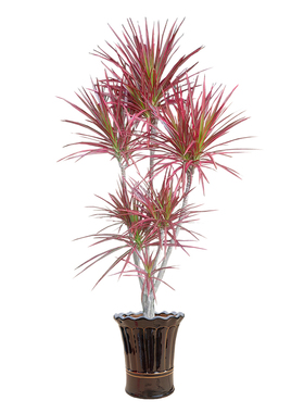 七彩铁五彩千年木盆栽 三色龙血树 红竹观叶植物 室内绿植包邮