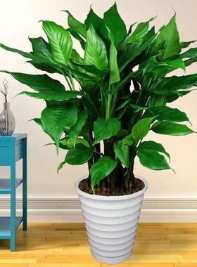 万年青盆栽客厅卧室办公室绿植土培水培植物桌面摆放落地四季常青