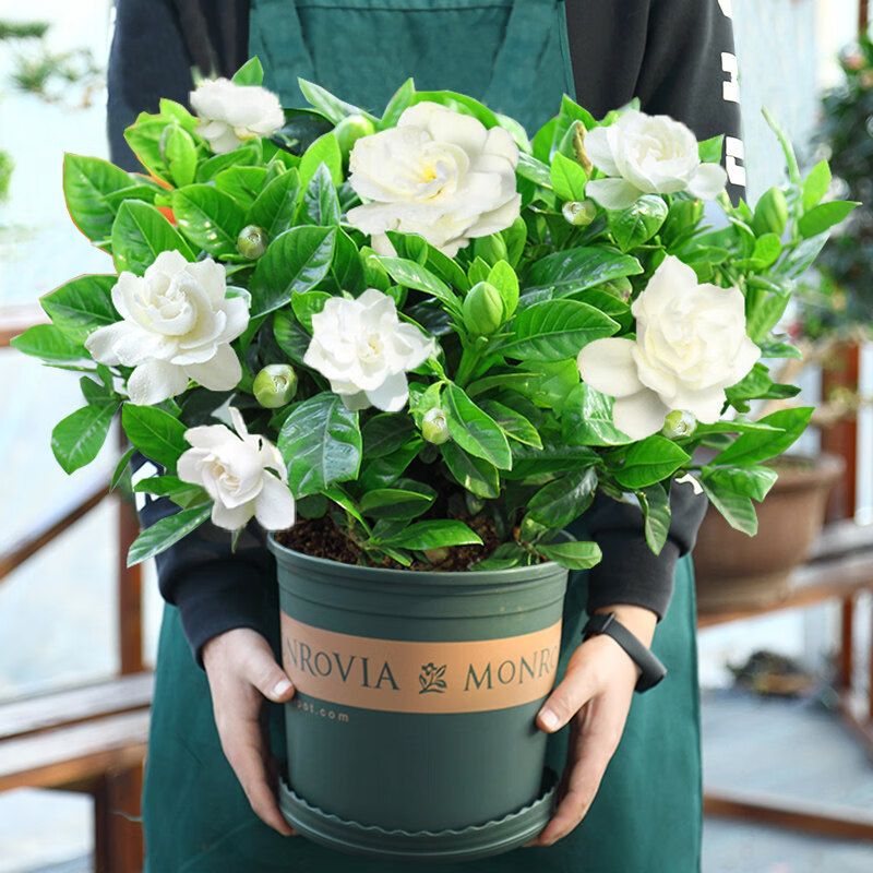 栀子花盆栽花卉带花苞绿植室内阳栀子花