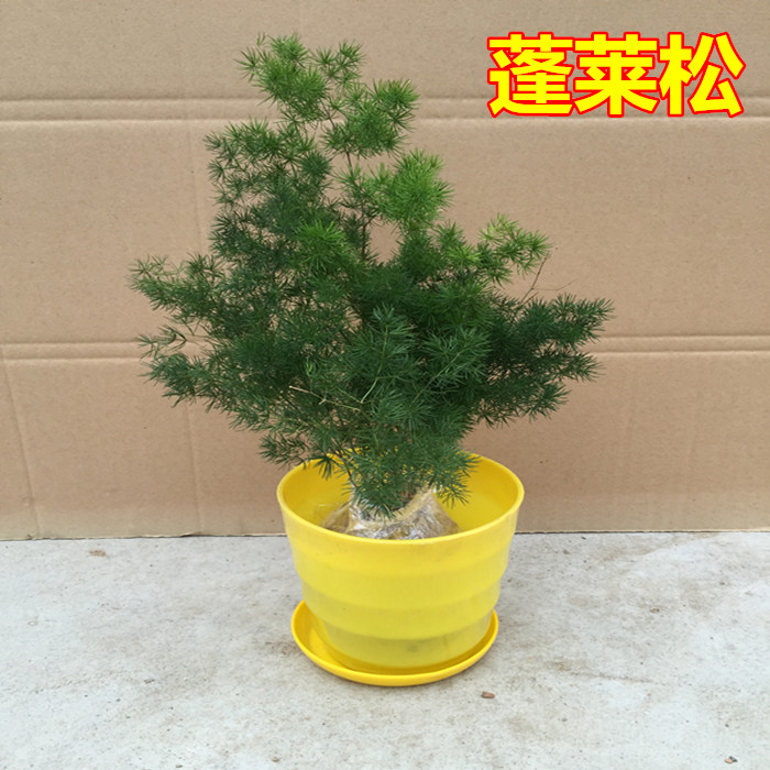 蓬莱松室内盆栽绿植蓬莱松盆景 四季常青植物 花卉免邮旺来松在类目 鲜花速递/花卉仿真/绿植园艺, 花卉/绿植盆栽（新）, 绿植中 - 来自Buy2taobao.com提供专业的淘宝代购服务