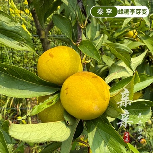 划时代的蜂糖李树苗芽变新品种秦李苗果大嫩脆高糖多汁丰产南北种