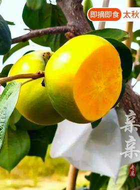 甜柿天花板太秋甜柿苗柿子树苗即摘即食脆甜多汁糖度高早熟产量高