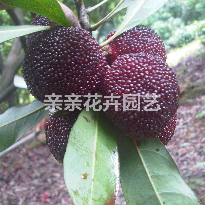 果树苗木乌酥杨梅树苗乌梅树苗新品种乌酥杨梅苗乌梅苗果大味浓甜