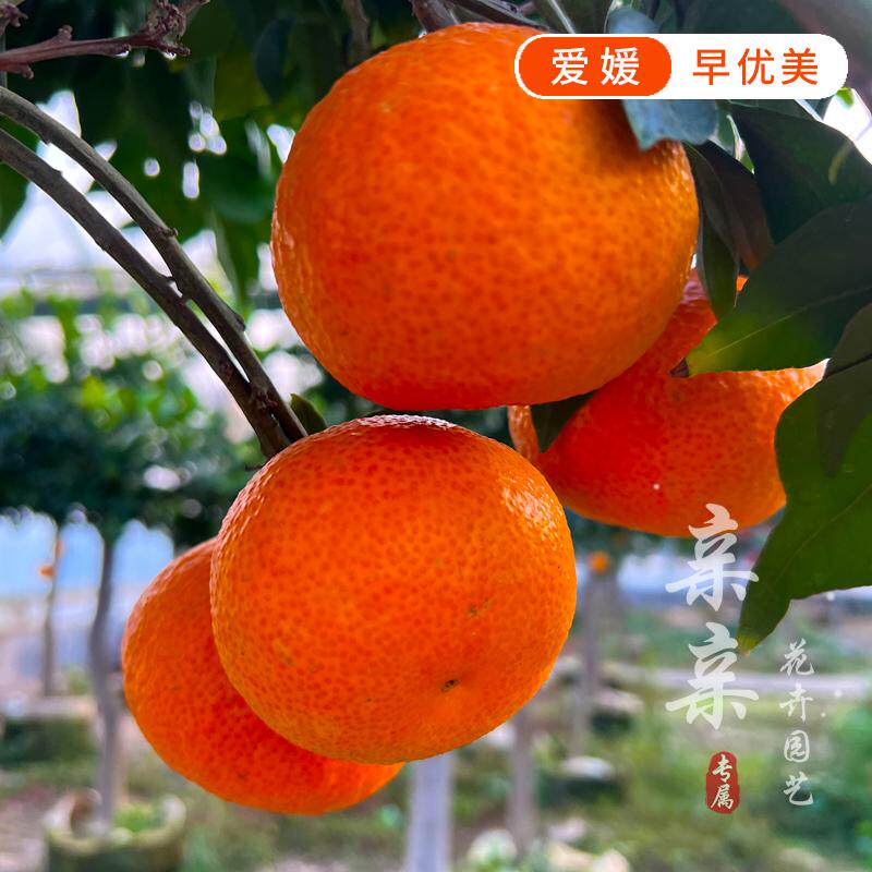 早熟柑橘树苗新品种爱媛早优美柑橘苗纯甜无酸皮薄易剥丰产果树苗