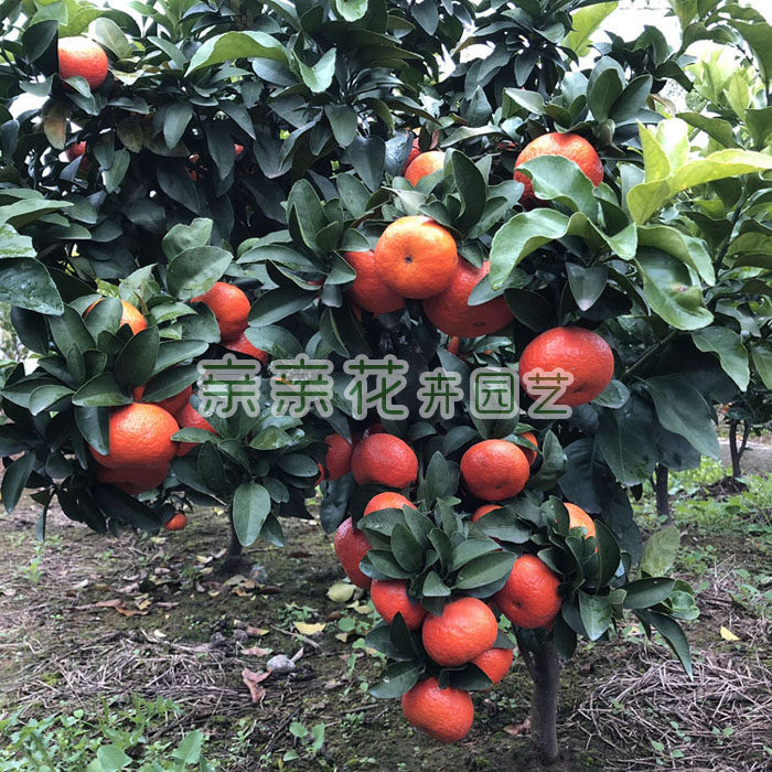 果树苗木橘子树苗美国新品种-金早桔苗桔子树苗肉脆浓甜,口感细腻